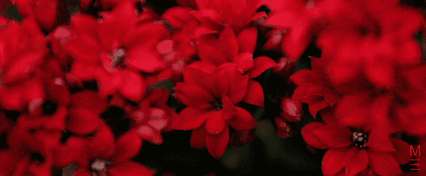 Red flowers