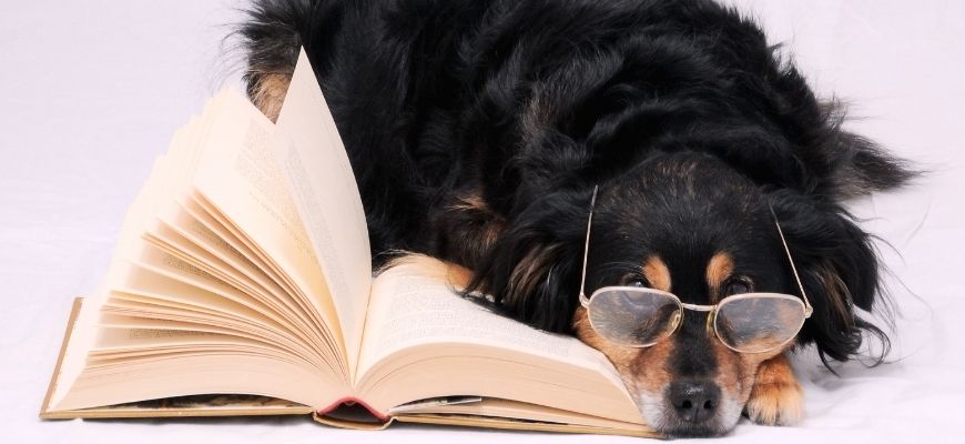 year 9 and 10 how to read your assessment notifications - dog reading