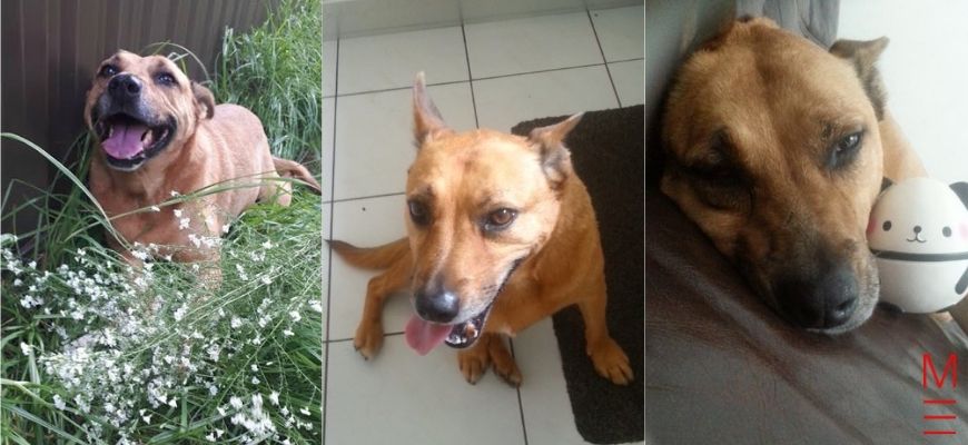 Elvera's doggo Daisy Elvera's Hacks: How I Achieved 100% In My Chemistry And Physics Prelims My Biology notes