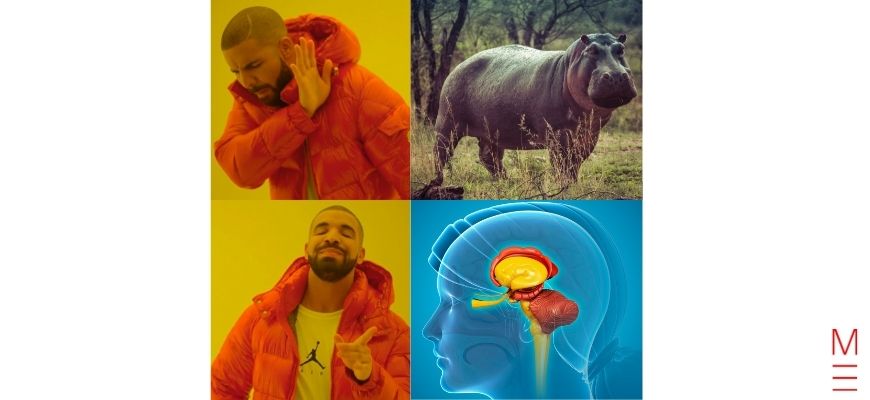 How Sleep Will Boost Your HSC Hippocampus, not hippo drake meme