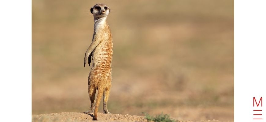 How Sleep Will Boost Your HSC Make sure you are fresh and alert for your challenges be alert like this meerkat