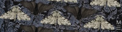 matrix education Light and dark peppered moths camouflaging against a tree bark background.