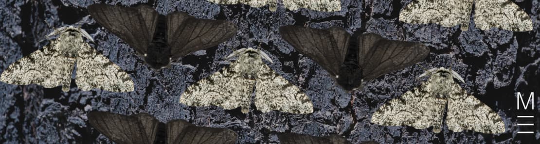 matrix education Light and dark peppered moths camouflaging against a tree bark background.