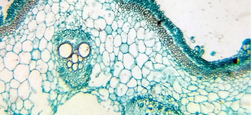 matrix education Microscopic view of plant tissue showing cells with distinct structures