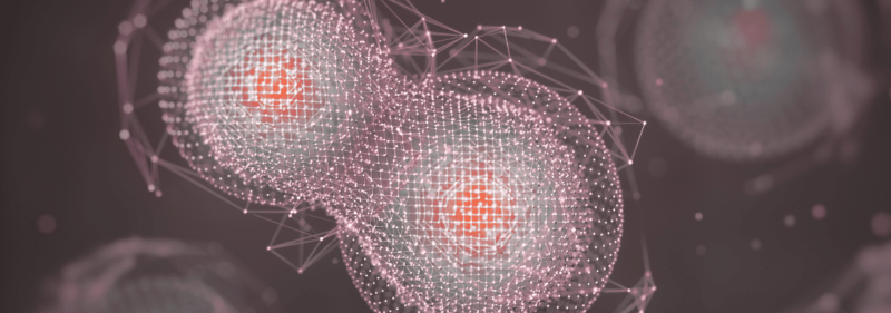 close up of meiosis, relevant to 2025 hsc biology exam